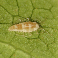 Coniopterygidae