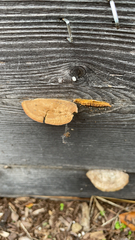 Gloeophyllum sepiarium