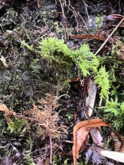Thuidium