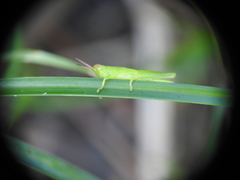 Aptenopedes sphenarioides