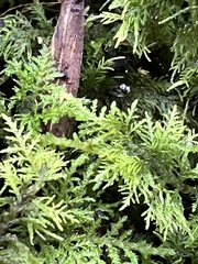 Thuidium