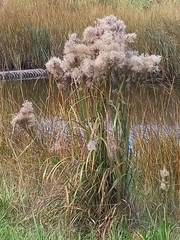 Phragmites australis