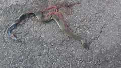 Natrix astreptophora