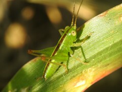Conocephalini