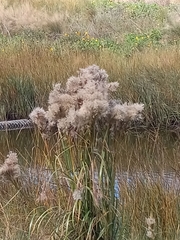 Phragmites australis