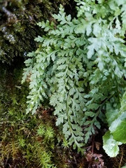 Asplenium montanum