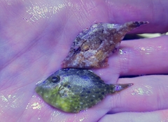 Stephanolepis hispida