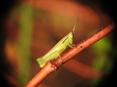 Aptenopedes sphenarioides