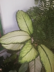 Dieffenbachia seguine