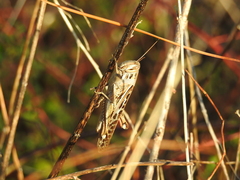 Schistocerca serialis cubense