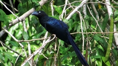 Crotophaga major