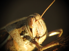 Schistocerca serialis cubense