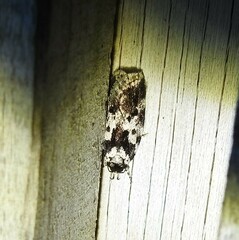 Barea confusella