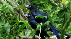 Crotophaga major