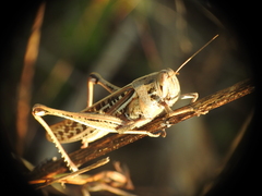 Schistocerca serialis cubense