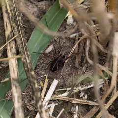 Zachaeus crista