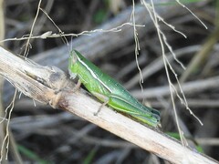 Aptenopedes sphenarioides