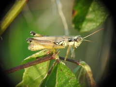 Paroxya atlantica