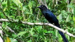 Crotophaga major