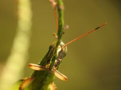 Aptenopedes sphenarioides