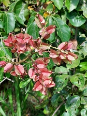 Combretum fruticosum