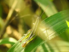 Aptenopedes sphenarioides