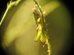 Aptenopedes sphenarioides
