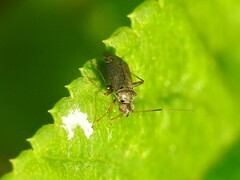 Microtechnites bractatus