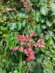 Combretum fruticosum