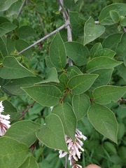Syringa pubescens