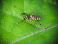 Aedes taeniorhynchus
