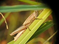 Aptenopedes sphenarioides