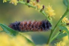 Entomophthorales