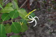 Landolphia camptoloba