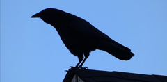 Corvus brachyrhynchos