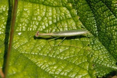 Schizomantodea