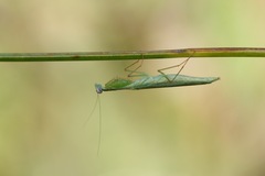 Schizomantodea