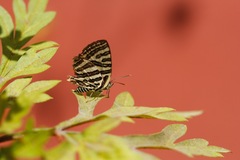 Cigaritis syama