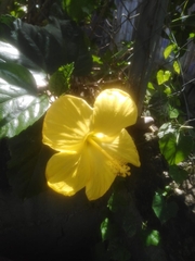 Hibiscus rosa-sinensis