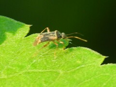 Microtechnites bractatus