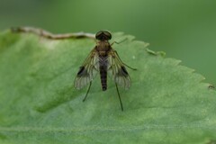 Chrysopilus