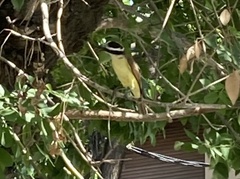 Pitangus sulphuratus