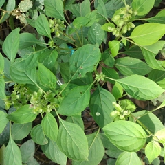 Ocimum campechianum