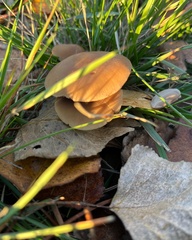 Tubaria furfuracea