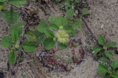 Acanthospermum australe