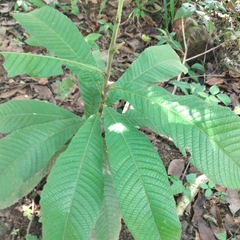 Davilla