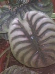 Alocasia cuprea