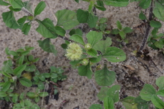 Acanthospermum australe