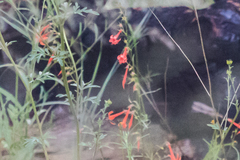 Ipomopsis aggregata formosissima