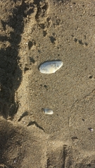 Megangulus bodegensis
